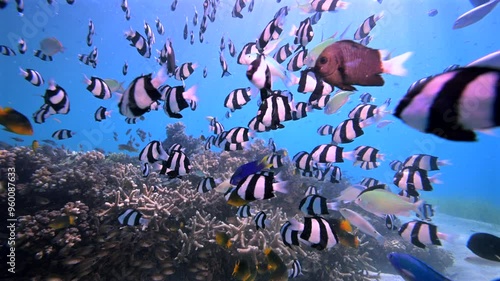 Scuba diving with coral reef fish schooling above healthy coral reef in the south Pacific