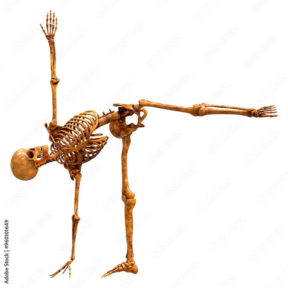 Fototapeta premium 3D Rendering Human Skeleton on White