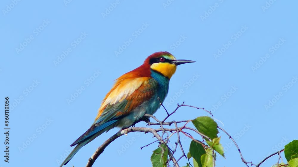 one Bee-eater (Merops apiaster) sits on a branch and chirps while foraging on a sunny summer morning in Magdeburg - Saxony-Anhalt - Germany - Europe one Bee-eater (Merops apiaster) sits on a branch and chirps while foraging on a sunny summer morning in Magdeburg - Saxony-Anhalt - Germany - Europe
