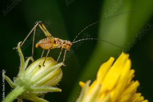Wallpaper Mural southern sickle bush-cricket - Phaneroptera nana, small brown and green bush-cricet from European meadows and gardens, Zlin, Czech Republic. Torontodigital.ca