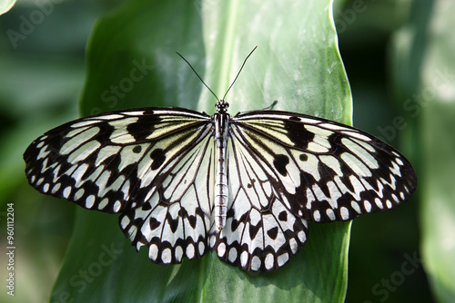 Weiße Baumnymphe / Rice paper butterfly / Idea leuconoe.