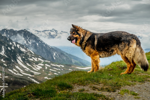 Berger Allemand sur un tas de neige en montagne