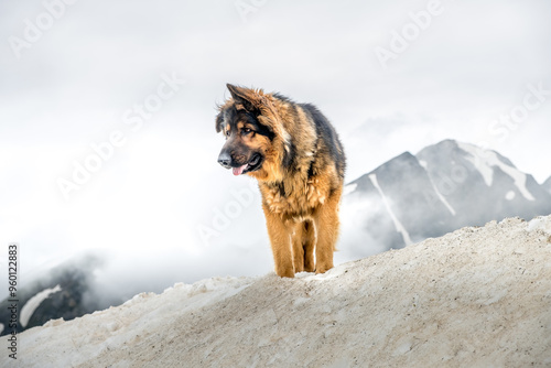 Berger Allemand sur un tas de neige en montagne