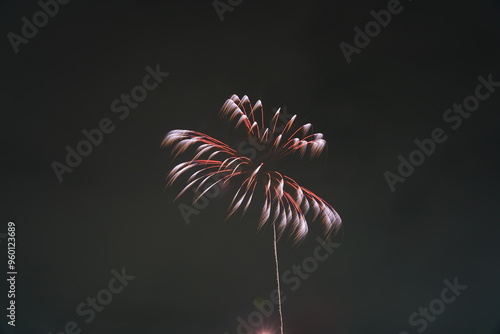 江戸川花火大会　Fireworks photo