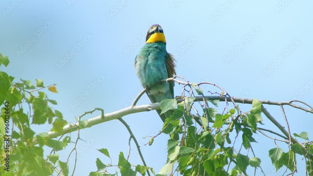 one Bee-eater (Merops apiaster) sits on a branch and chirps while foraging on a sunny summer morning in Magdeburg - Saxony-Anhalt - Germany - Europe one Bee-eater (Merops apiaster) sits on a branch and chirps while foraging on a sunny summer morning in Magdeburg - Saxony-Anhalt - Germany - Europe