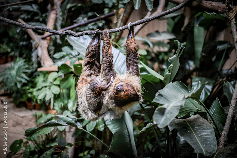 Two-Toed Sloth Hanging from a Tree Branch Two-Toed Sloth Hanging from a Tree Branch