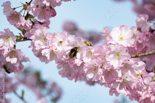 Hummel an einer Zierkirschenblüte photo