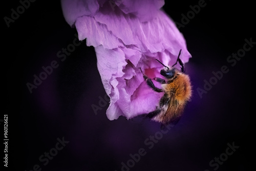 Bourdon sur une fleur d'hibiscus