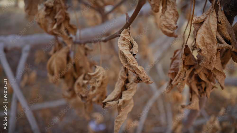 Close-up of withered leaves on a tree branch showing signs of autumn or drought in murcia, spain. Close-up of withered leaves on a tree branch showing signs of autumn or drought in murcia, spain.