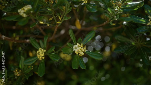 Branch of an evergreen pittosporum tobira plant with clusters of small white flowers and glossy green leaves, found outdoors in southern italy, puglia, basking in sunlight photo