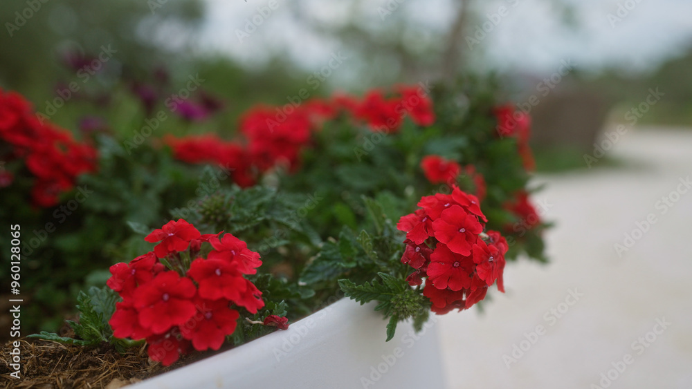 Vibrant red verbena flowers blooming in a garden in puglia, southern italy against a blurred green and white outdoor backdrop. Vibrant red verbena flowers blooming in a garden in puglia, southern italy against a blurred green and white outdoor backdrop.
