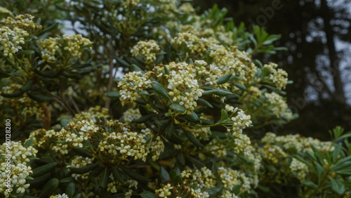 Close-up of a viburnum tinus shrub in full bloom with clusters of white flowers outdoors in puglia, southern italy, showcasing the vibrant foliage and delicate blossoms in a natural setting. photo