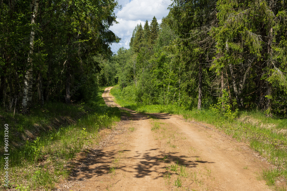 Obraz premium Country road in the forest. A winding dirt road among trees. Path through the forest. Traveling and hiking in forest areas. Beautiful natural background. Summer forest landscape.