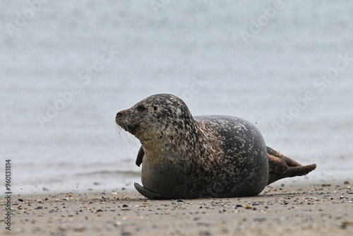 Seehund, Phoca vitulina, Helgoland photo