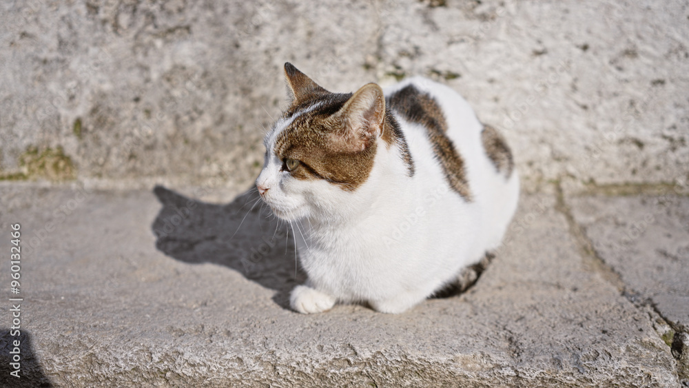 Striped cat sitting on concrete in sunlight, showcasing urban wildlife and outdoor tranquility. Striped cat sitting on concrete in sunlight, showcasing urban wildlife and outdoor tranquility.