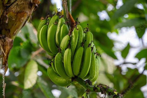 Bananen-Fruchtstand, Obst, Früchte,  photo