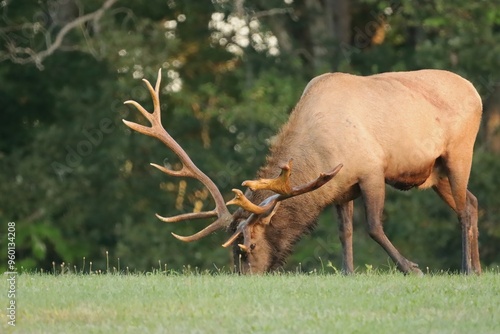 Gorgeous Non Typical Antlers Elk in Elk Country PA  photo