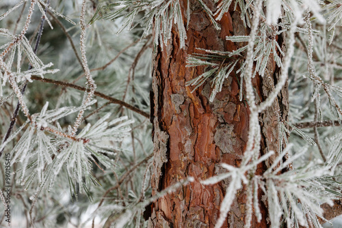 Pine trunk provides color against the frost covered pine needles on a Wisconsin January morning photo