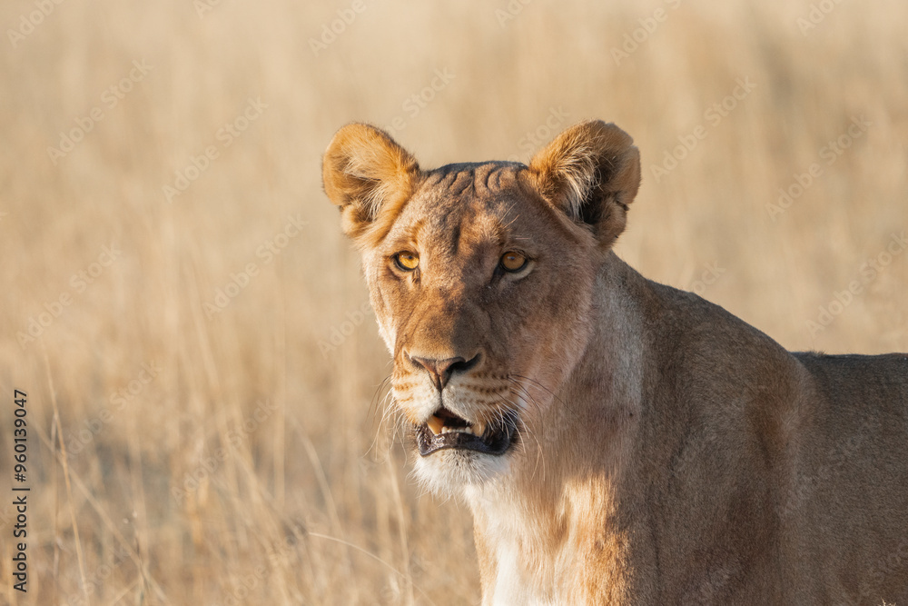 A closeup of a young lioness' face with dry blurred background focusing at something in the distance, Etosha National Park. A closeup of a young lioness' face with dry blurred background focusing at something in the distance, Etosha National Park.