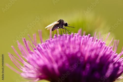 Mosquito, backlit by the August morning sunshine,  on the seedhead of the thistle photo