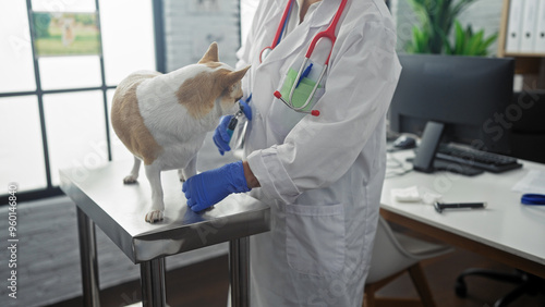 Female veterinarian examining a chihuahua on a metal table indoors in a clinic room. photo