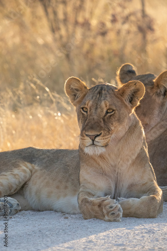 A lioness laying in the golden afternoon light in Etosha National Park. 