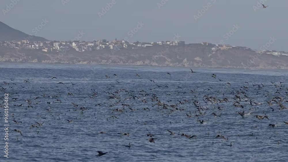 Seagulls and cormorants flying over strong waves and hunt fish. Aerial drone view of Beautiful Sunset Over the Sea with Flying Birds Footage. Wildlife, nature, freedom concept. Marine seascape Seagulls and cormorants flying over strong waves and hunt fish. Aerial drone view of Beautiful Sunset Over the Sea with Flying Birds Footage. Wildlife, nature, freedom concept. Marine seascape