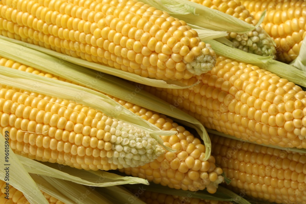 Many fresh ripe corncobs with green husks as background, closeup Many fresh ripe corncobs with green husks as background, closeup