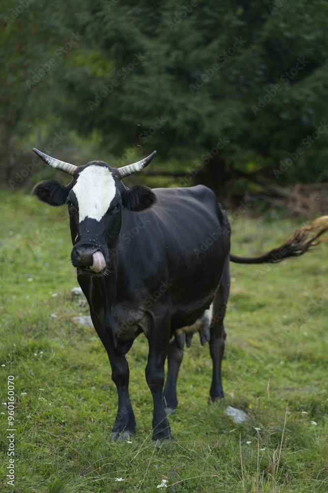 Beautiful cow grazing on green grass outdoors Beautiful cow grazing on green grass outdoors