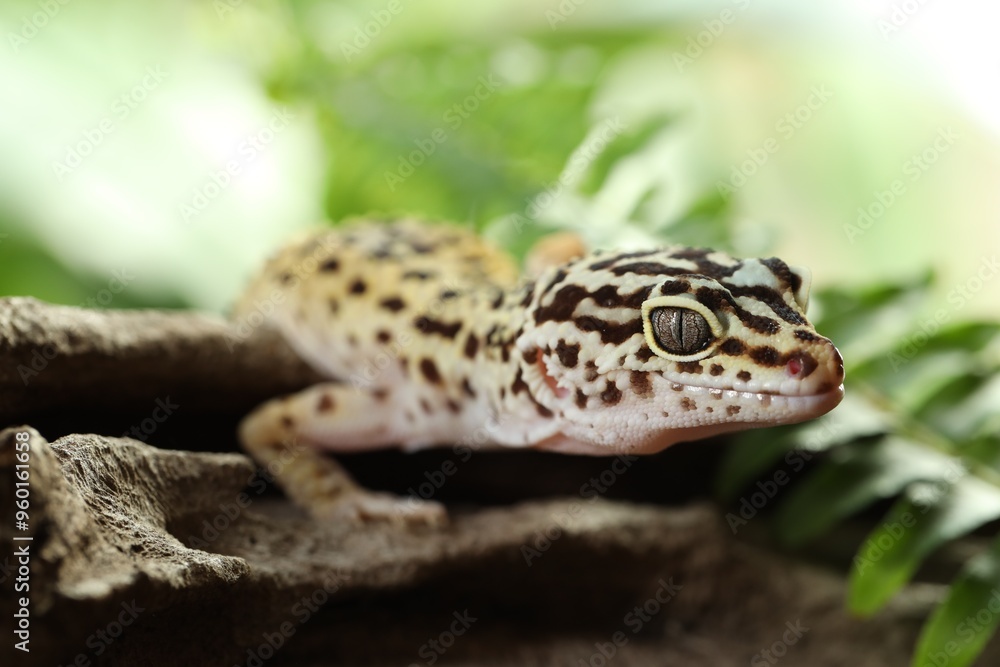 Naklejka premium Beautiful gecko on tree stump outdoors, closeup