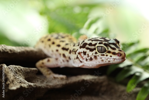 Beautiful gecko on tree stump outdoors, closeup