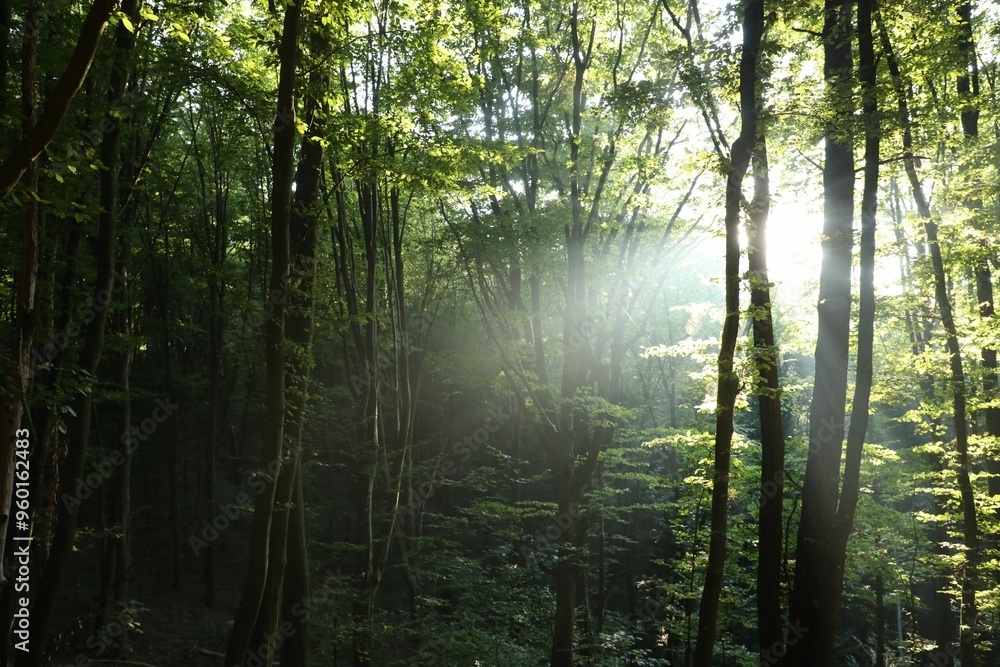 Beautiful view of forest with many trees in morning Beautiful view of forest with many trees in morning