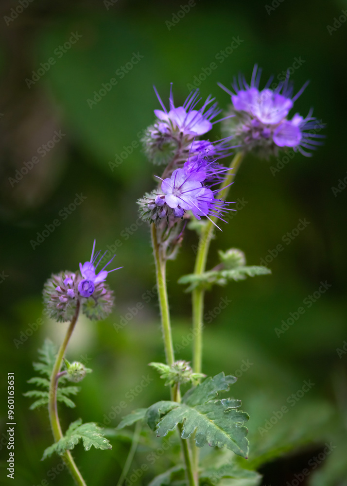 phacelia tanacetifolia also known as lacy phacelia, purple-tansy, and scorpion-weed vertical image with a select subject blured background ideal for text or copy space phacelia tanacetifolia also known as lacy phacelia, purple-tansy, and scorpion-weed vertical image with a select subject blured background ideal for text or copy space