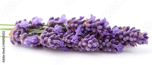 A Close-up of Lavender Flowers on a White Background