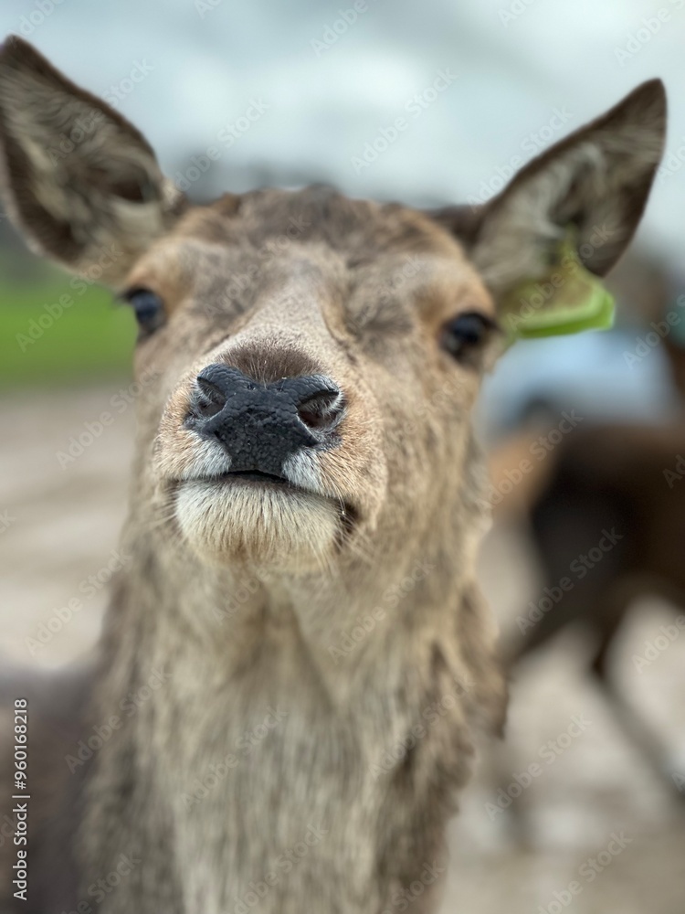 Deer looking into the camera Deer looking into the camera