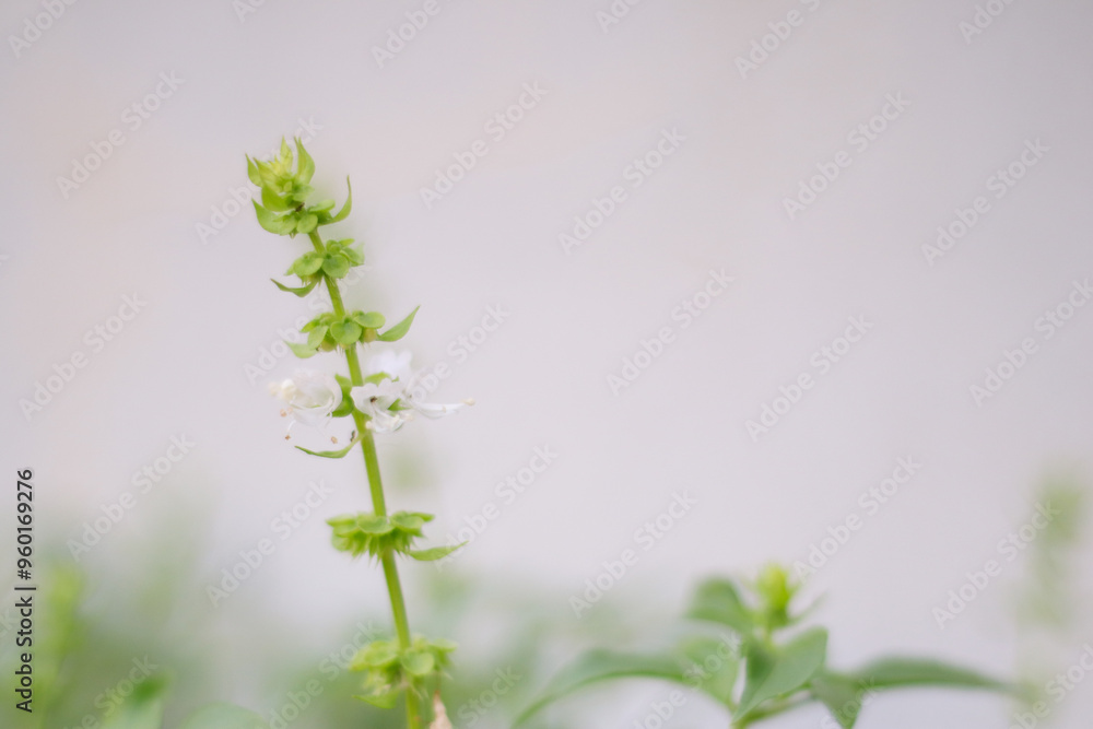 Delicate Basil Bloom: A Nature's Delight Delicate Basil Bloom: A Nature's Delight