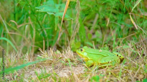 Large green frogin her natural habitat is jumping after the insect in slow motion photo