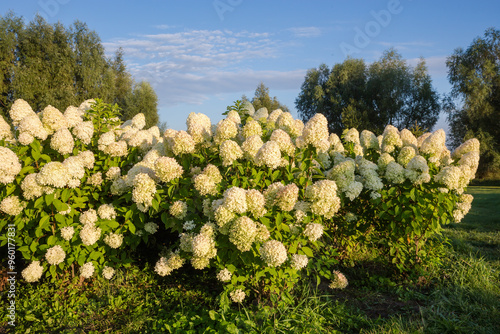 Bushes of cultivated hortensia with white flowers at sunny morning photo