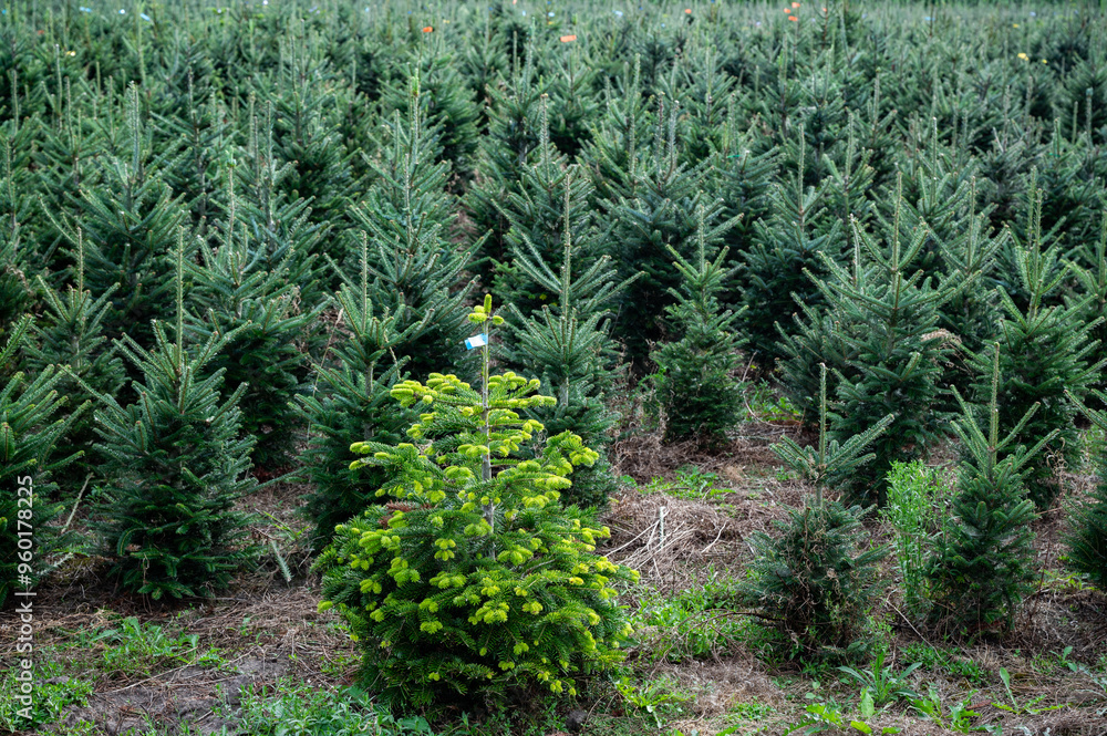 Young fir trees on a Christmas tree plantation waiting for being cut and used as decoration on holy night Young fir trees on a Christmas tree plantation waiting for being cut and used as decoration on holy night
