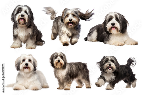 PNG cute Tibetan Terrier dog element set, transparent background photo