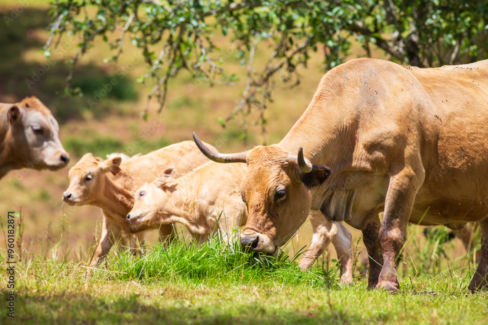 Group of happy Aubrac cows photographed in a natural environment Group of happy Aubrac cows photographed in a natural environment