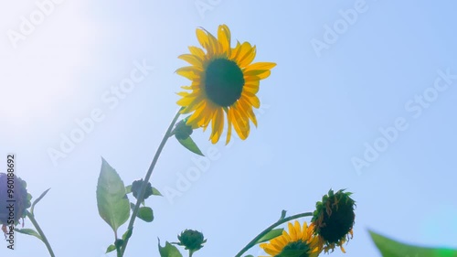 朝の光に照らされた満開のひまわり