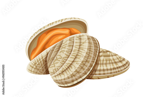 Fresh  clam  isolated on white background.Vector eps 10