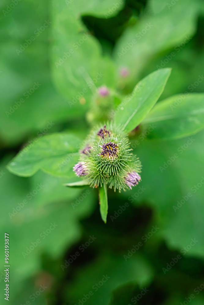 burdock lilac flowers on a blurred background of leaves burdock lilac flowers on a blurred background of leaves