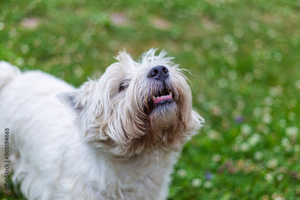 west highland white terrier with open mouth and teeth on a blurred field background west highland white terrier with open mouth and teeth on a blurred field background