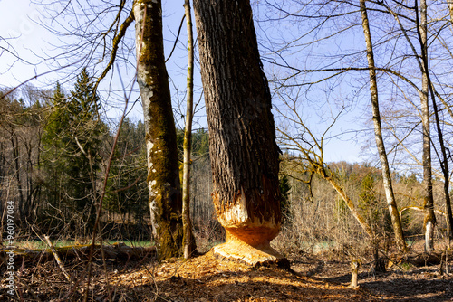 Nature’s Resilience: A Beaver-Crafted Tree in the Isarauen Nature Reserve