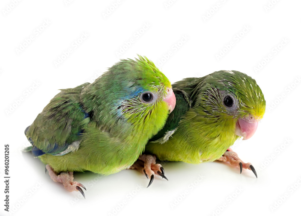 Fototapeta premium young Pacific parrotlet in studio