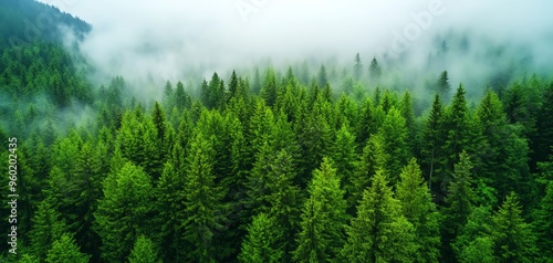 Fototapeta Naklejka Na Ścianę i Meble -  Lush green forest under a misty sky, showcasing the beauty of nature and tranquility. Perfect for nature lovers and environmental themes.