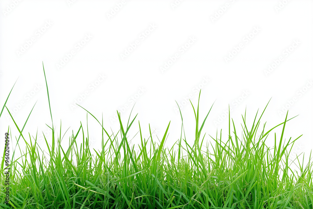 Grass field isolated on white background, Green grass bush on white. Grass field isolated on white background, Green grass bush on white.