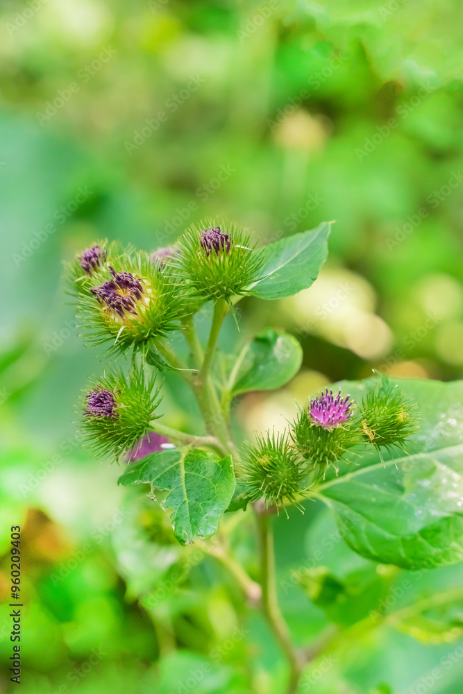 repeak with purple flowers close-up on a blurred background repeak with purple flowers close-up on a blurred background
